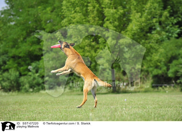 spielender Malinois / playing Malinois / SST-07220