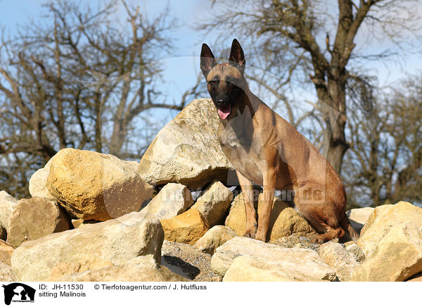 sitzender Malinois / sitting Malinois / JH-11530