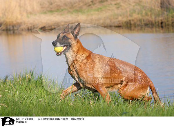 Malinois / Malinois / IF-06856