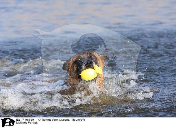 Malinois Portrait / Malinois Portrait / IF-06859