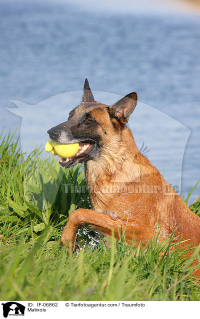 Malinois / Malinois / IF-06862