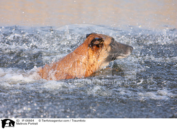 Malinois Portrait / Malinois Portrait / IF-06864