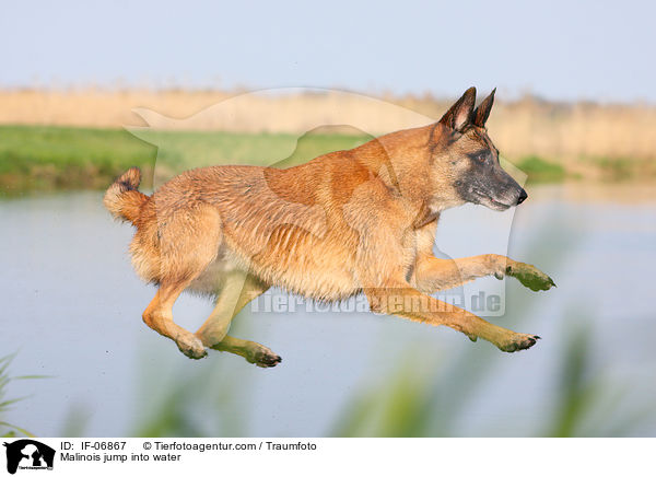 Malinois springt ins Wasser / Malinois jump into water / IF-06867