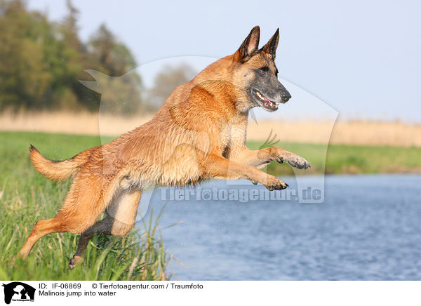 Malinois springt ins Wasser / Malinois jump into water / IF-06869