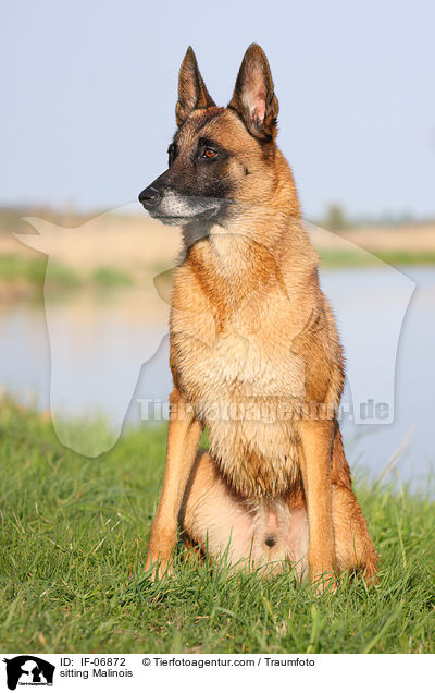 sitzender Malinois / sitting Malinois / IF-06872