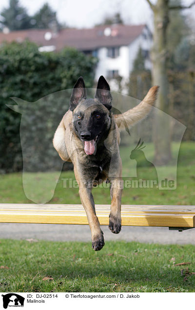 Malinois / Malinois / DJ-02514