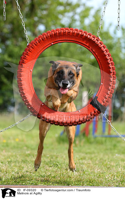 Malinois beim Agility / Malinois at Agility / IF-09320