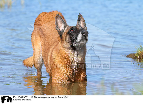 badender Malinois / bathing Malinois / IF-09337