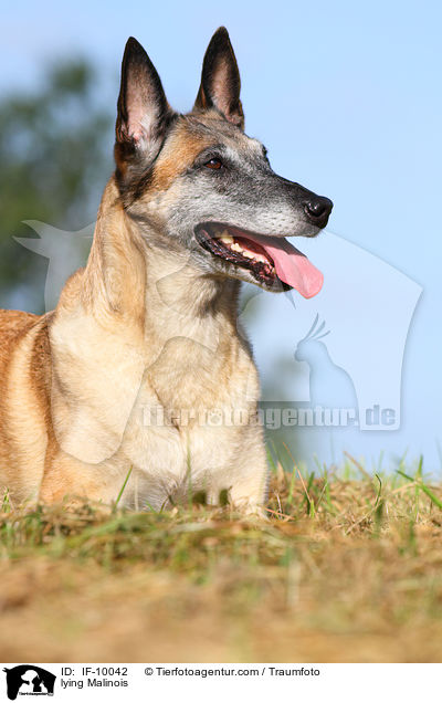 liegender Malinois / lying Malinois / IF-10042