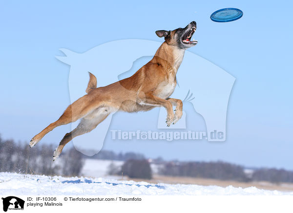 playing Malinois / IF-10306