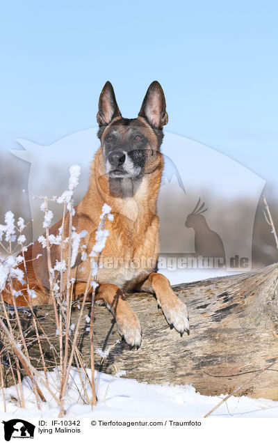 liegender Malinois / lying Malinois / IF-10342