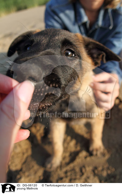 junger Malinois / young Malinois / DG-06120