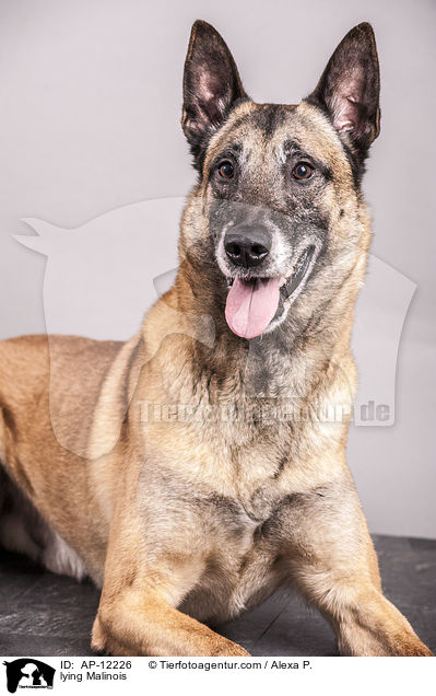 liegender Malinois / lying Malinois / AP-12226