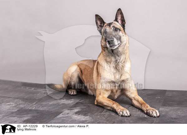 liegender Malinois / lying Malinois / AP-12229