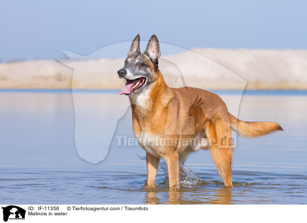 Malinois in water / IF-11356