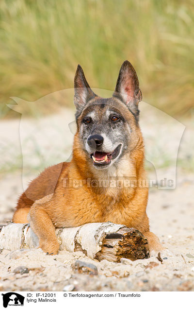 liegender Malinois / lying Malinois / IF-12001