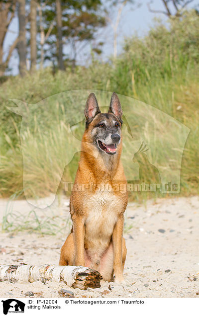 sitzender Malinois / sitting Malinois / IF-12004