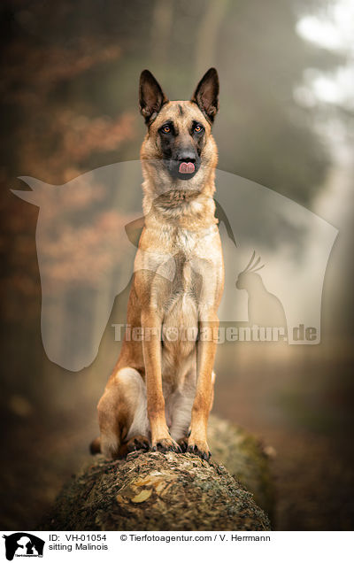 sitzender Malinois / sitting Malinois / VH-01054