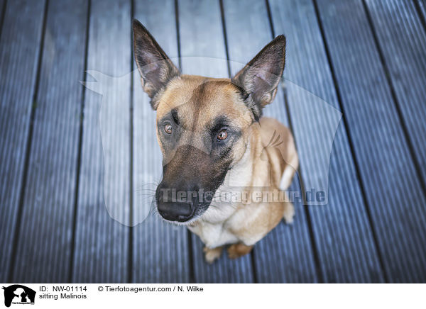 sitzender Malinois / sitting Malinois / NW-01114