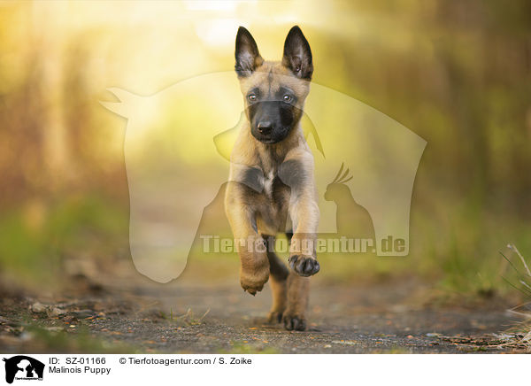 Malinois Welpe / Malinois Puppy / SZ-01166