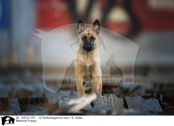 Malinois Welpe / Malinois Puppy / SZ-01170