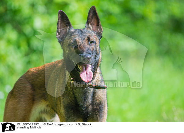 stehender Malinois / standing Malinois / SST-19392