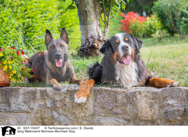 Malinois und Berner Sennen Hund liegend / lying Malinoiand Bernese Mountain Dog / SST-19407