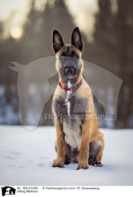 sitzender Malinois / sitting Malinois / RG-01095