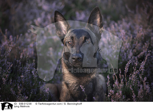 liegender Malinois / lying Malinois / SIB-01238