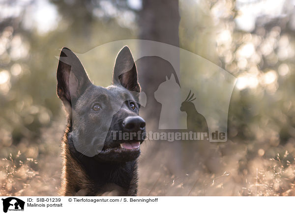 Malinois Portrait / Malinois portrait / SIB-01239