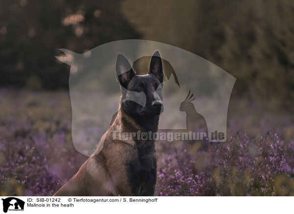 Malinois in der Heide / Malinois in the heath / SIB-01242