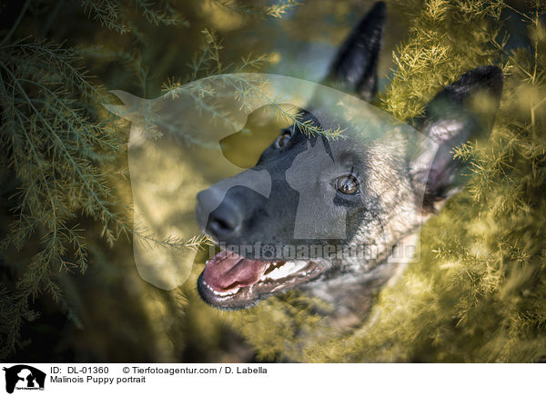 Malinois Welpe Portrait / Malinois Puppy portrait / DL-01360