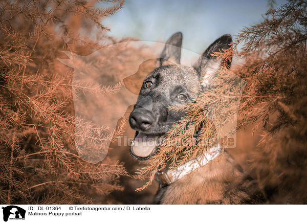 Malinois Welpe Portrait / Malinois Puppy portrait / DL-01364