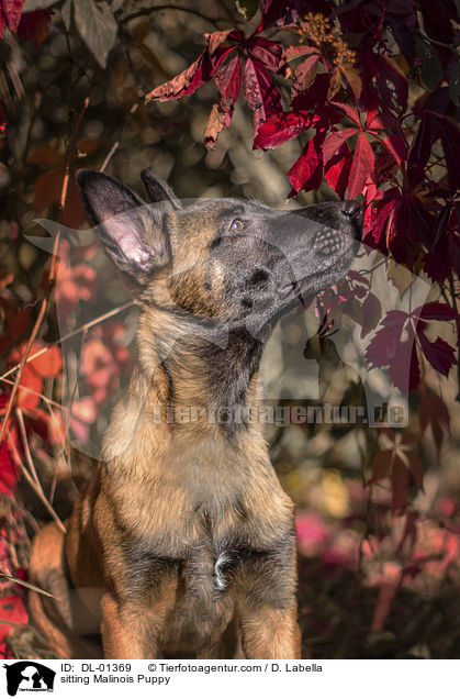 sitzender Malinois Welpe / sitting Malinois Puppy / DL-01369