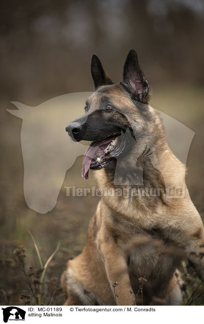 sitzender Malinois / sitting Malinois / MC-01189