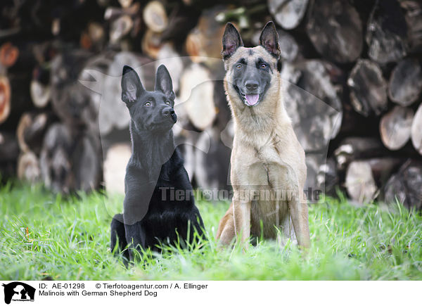 Malinois mit Deutscher Schferhund / Malinois with German Shepherd Dog / AE-01298