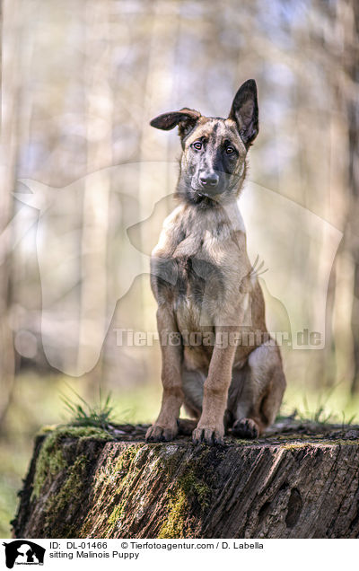 sitzender Malinois Welpe / sitting Malinois Puppy / DL-01466