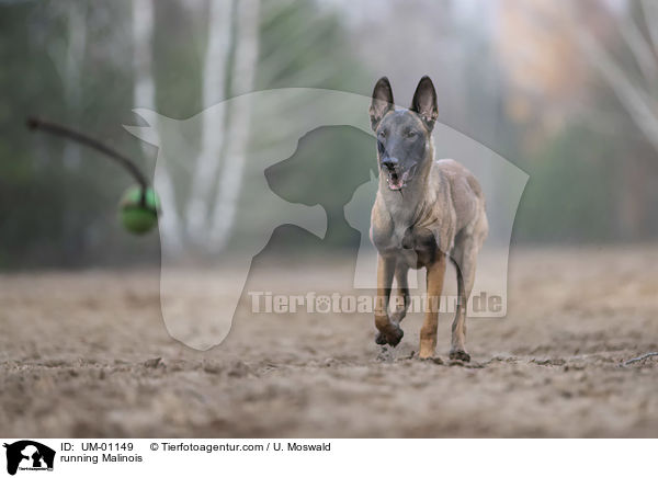 rennender Malinois / running Malinois / UM-01149