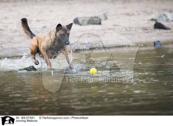 rennender Malinois / running Malinois / BS-07581