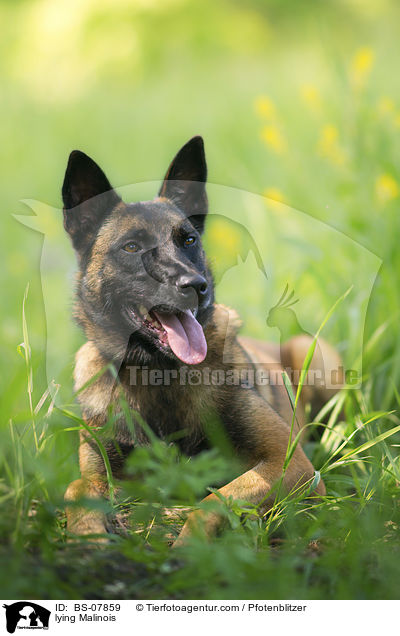 liegender Malinois / lying Malinois / BS-07859