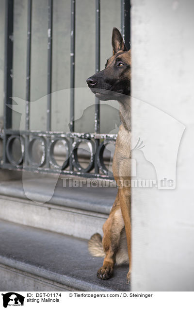 sitzender Malinois / sitting Malinois / DST-01174