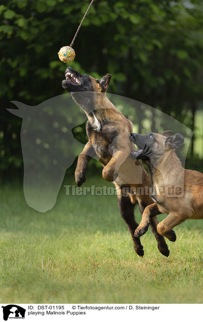 spielende Malinois Welpen / playing Malinois Puppies / DST-01195