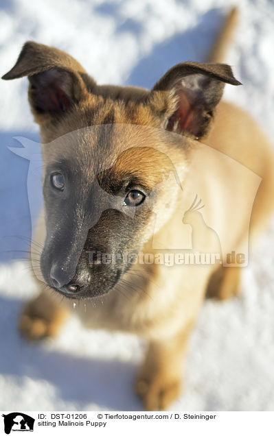 sitzender Malinois Welpe / sitting Malinois Puppy / DST-01206