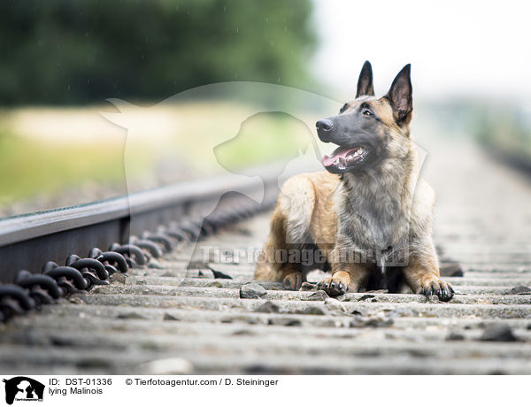 liegender Malinois / lying Malinois / DST-01336