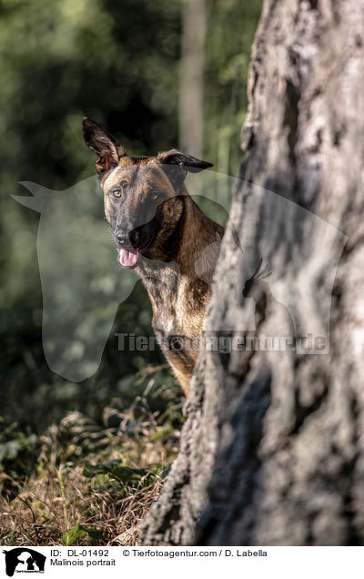 Malinois Portrait / Malinois portrait / DL-01492