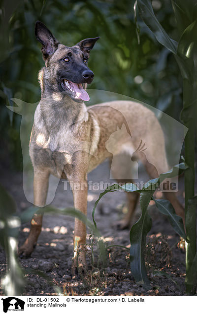 stehender Malinois / standing Malinois / DL-01502