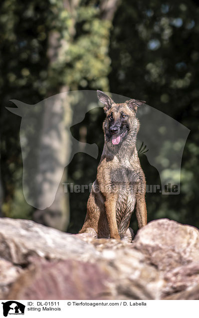 sitzender Malinois / sitting Malinois / DL-01511