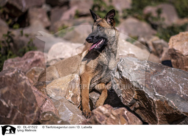 liegender Malinois / lying Malinois / DL-01522