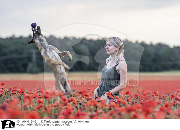 Frau mit Malinois im Mohnfeld / woman with  Malinois in the poppy field / AH-01946