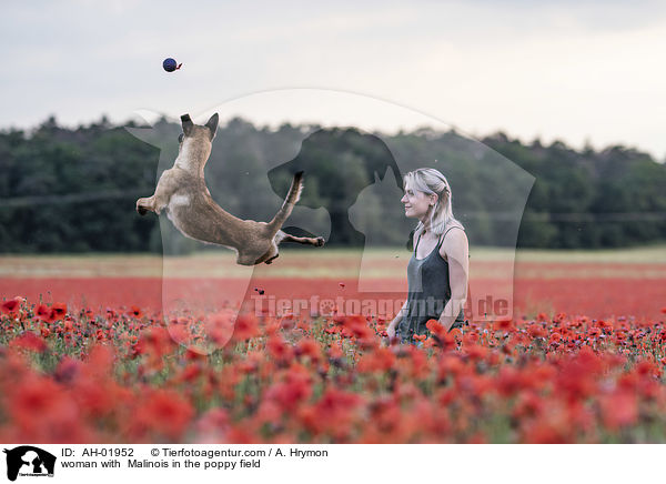 Frau mit Malinois im Mohnfeld / woman with  Malinois in the poppy field / AH-01952